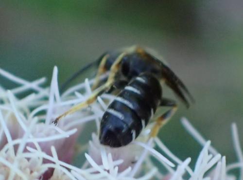 Halictus maculatus